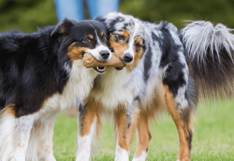 Do Australian Shepherds Need A Companion