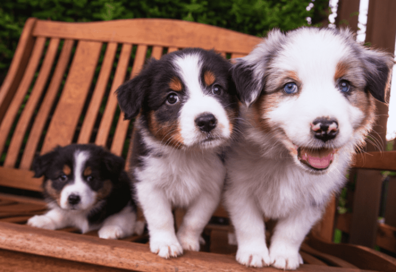 How Do Australian Shepherds Show Affection
