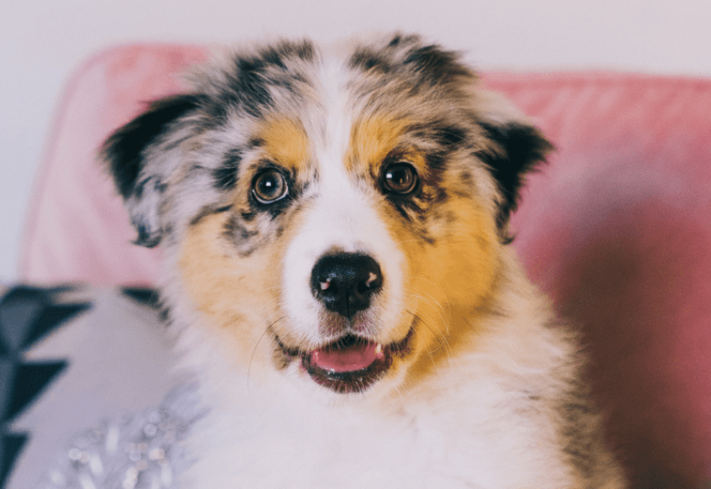 How To Make Australian Shepherd More Fluffy