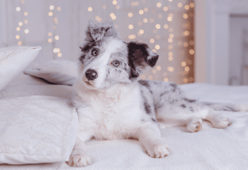How To Tell If Your Australian Shepherd Loves You