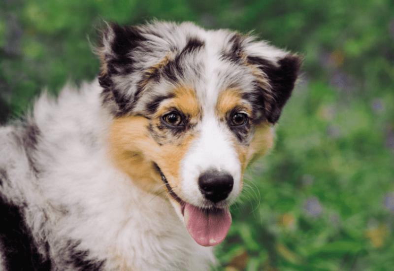 Why Is My Australian Shepherd So Clingy