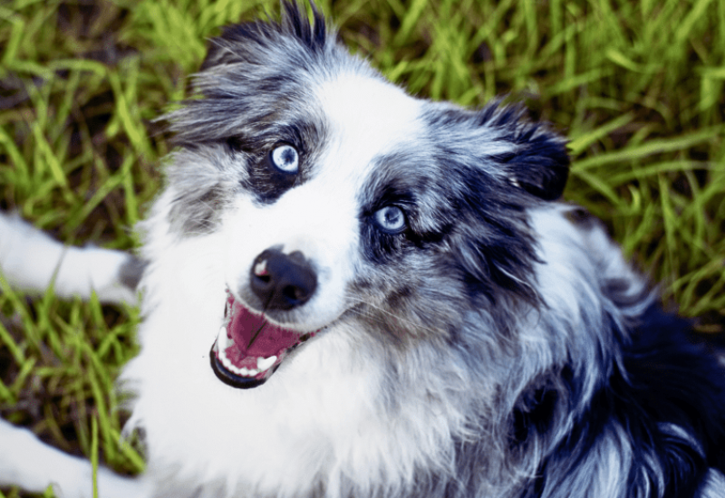 Why Is My Australian Shepherd So Vocal
