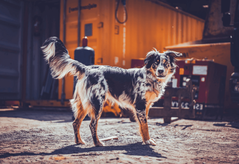 The Australian Shepherd Tail Explored