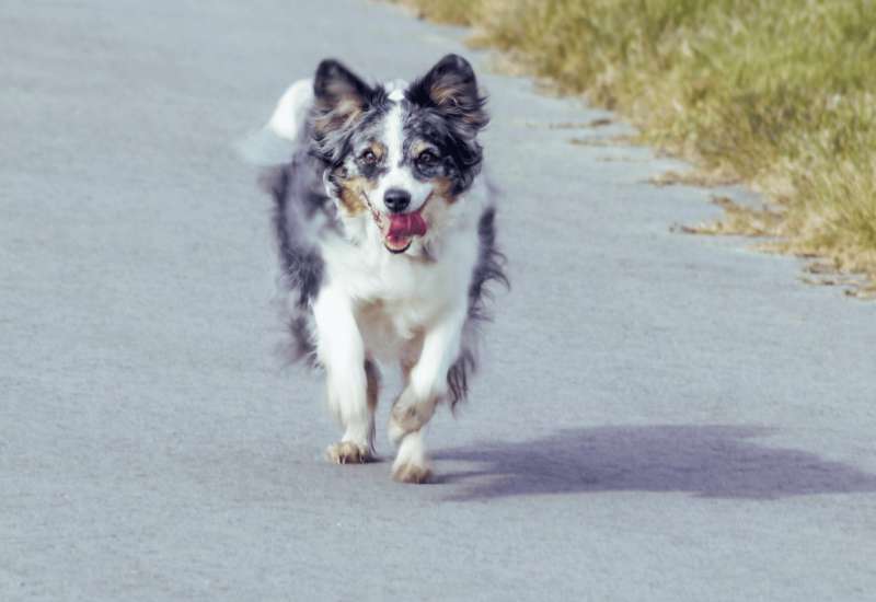 Top 5 Best Dog Beds For An Aging Australian Shepherd