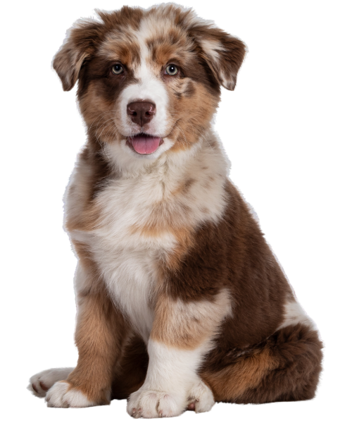 Puppy - Australian Shepherd