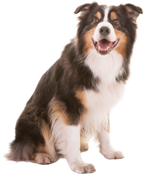 Adult Australian Shepherd
